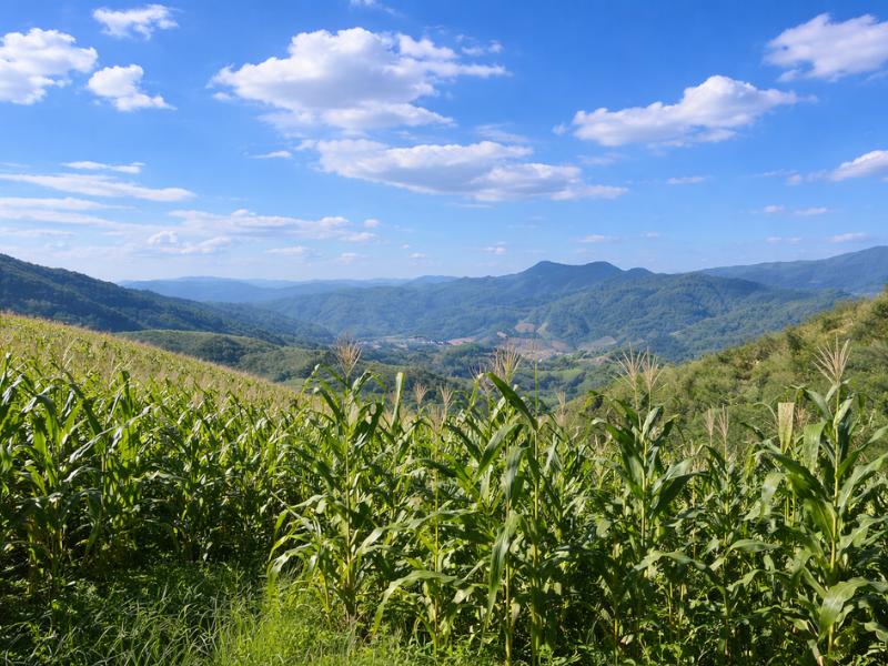 Chiang Rai Jungle Adventure: Group Trekking & Bamboo Cooking